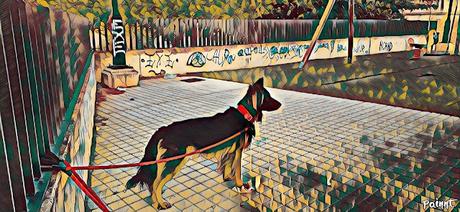 Imagen de Pastor Aleman