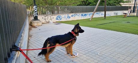 Imagen de Pastor Aleman