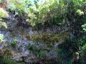 Fern Grotto. Kauai. Hawaii