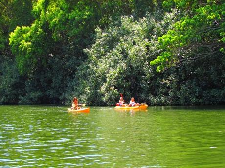 Fern Grotto. Kauai. Hawaii
