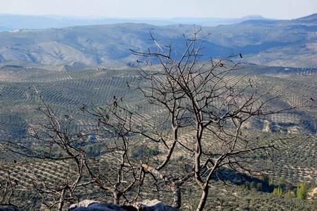 Descubre la Majestuosidad de Sierra de Cazorla