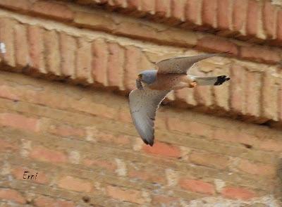 TIERRA DE CAMPOS EN MAYO (Palencia)