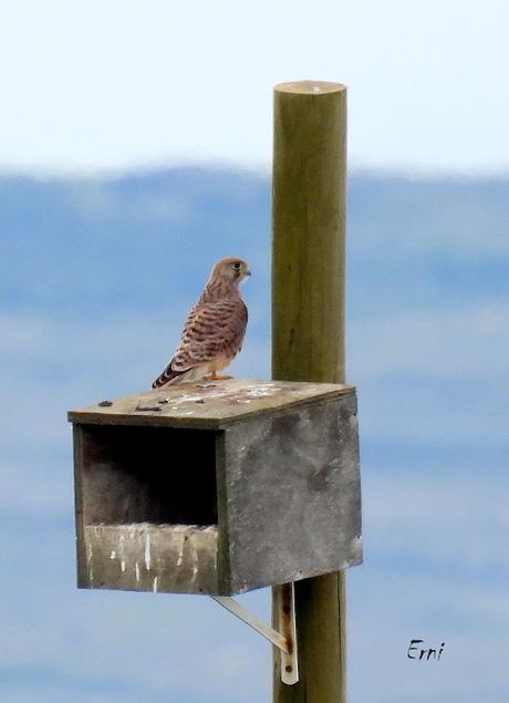 TIERRA DE CAMPOS EN MAYO (Palencia)