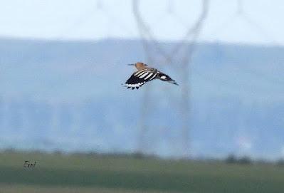 TIERRA DE CAMPOS EN MAYO (Palencia)