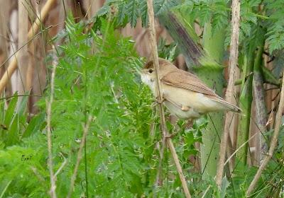 TIERRA DE CAMPOS EN MAYO (Palencia)