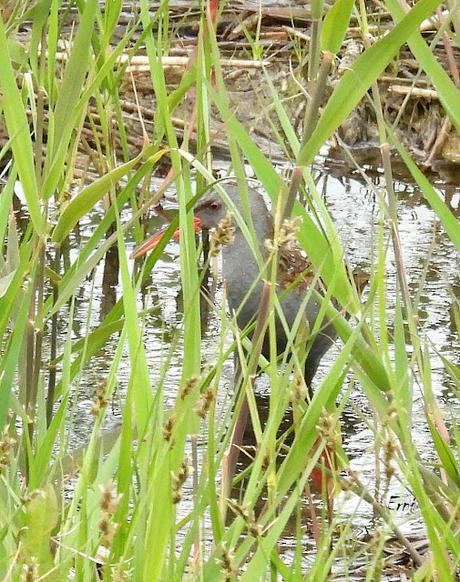 TIERRA DE CAMPOS EN MAYO (Palencia)