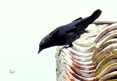 TIERRA DE CAMPOS EN MAYO (Palencia)