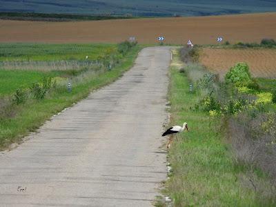 TIERRA DE CAMPOS EN MAYO (Palencia)