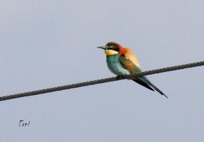 TIERRA DE CAMPOS EN MAYO (Palencia)