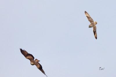 TIERRA DE CAMPOS EN MAYO (Palencia)
