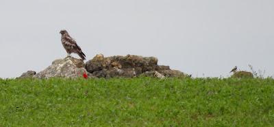 TIERRA DE CAMPOS EN MAYO (Palencia)
