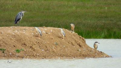 TIERRA DE CAMPOS EN MAYO (Palencia)