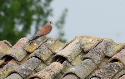 TIERRA DE CAMPOS EN MAYO (Palencia)