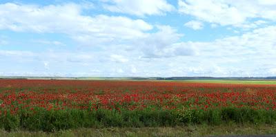 TIERRA DE CAMPOS EN MAYO (Palencia)
