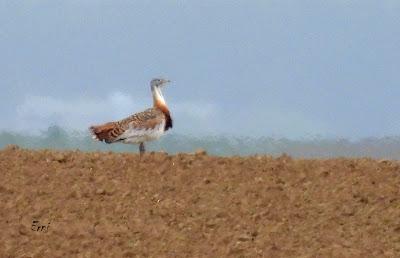 TIERRA DE CAMPOS EN MAYO (Palencia)