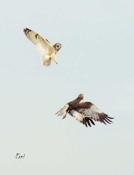 TIERRA DE CAMPOS EN MAYO (Palencia)