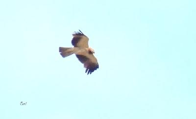 TIERRA DE CAMPOS EN MAYO (Palencia)