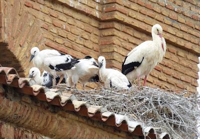 TIERRA DE CAMPOS EN MAYO (Palencia)