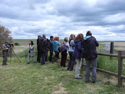TIERRA DE CAMPOS EN MAYO (Palencia)
