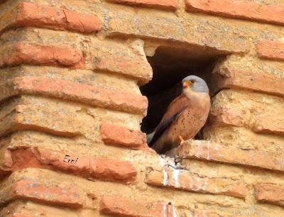 TIERRA DE CAMPOS EN MAYO (Palencia)