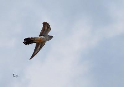 TIERRA DE CAMPOS EN MAYO (Palencia)