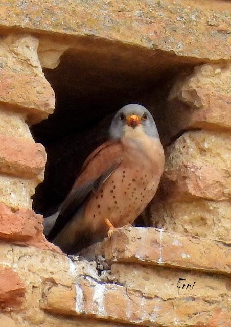 TIERRA DE CAMPOS EN MAYO (Palencia)
