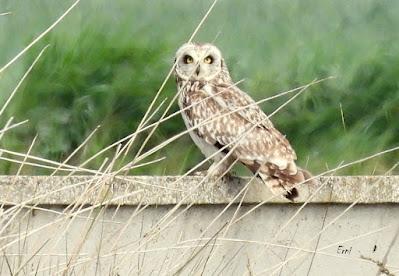 TIERRA DE CAMPOS EN MAYO (Palencia)