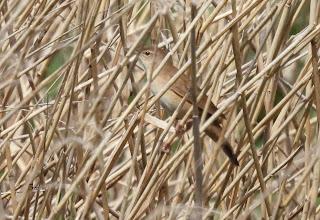 TIERRA DE CAMPOS EN MAYO (Palencia)
