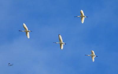 TIERRA DE CAMPOS EN MAYO (Palencia)