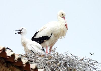 TIERRA DE CAMPOS EN MAYO (Palencia)