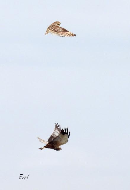 TIERRA DE CAMPOS EN MAYO (Palencia)