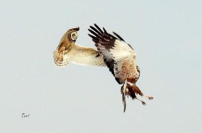 TIERRA DE CAMPOS EN MAYO (Palencia)