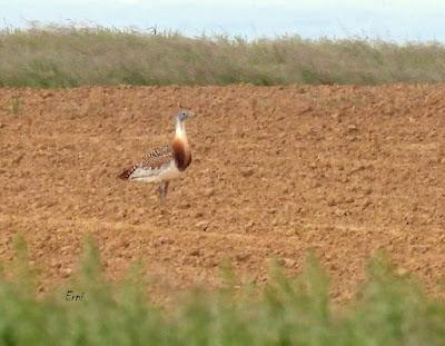 TIERRA DE CAMPOS EN MAYO (Palencia)