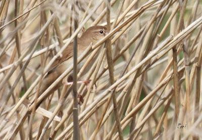 TIERRA DE CAMPOS EN MAYO (Palencia)