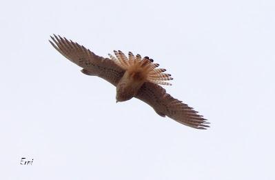 TIERRA DE CAMPOS EN MAYO (Palencia)