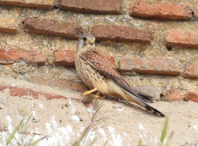 TIERRA DE CAMPOS EN MAYO (Palencia)