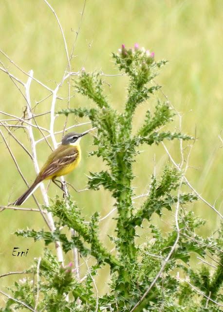 TIERRA DE CAMPOS EN MAYO (Palencia)