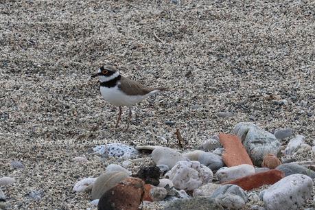 Chotlitejos chico  anidando