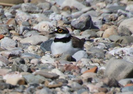 Chotlitejos chico  anidando