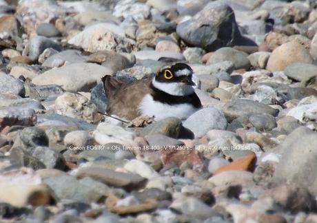 Chotlitejos chico  anidando
