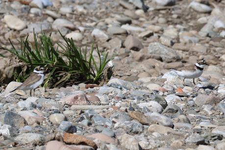 Chotlitejos chico  anidando
