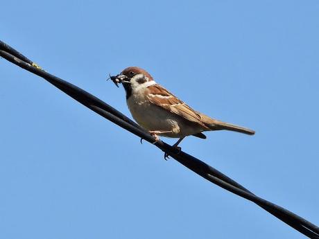 No todos los gorriones son comunes... No todos los gorriones son comunes...