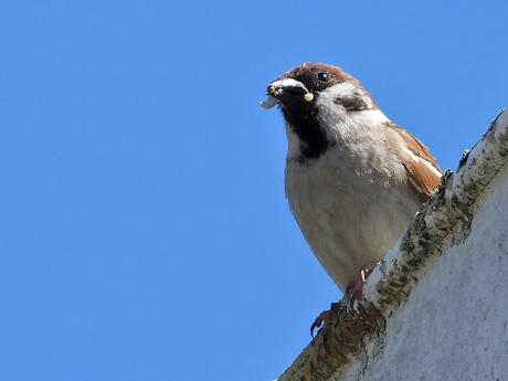 No todos los gorriones son comunes... No todos los gorriones son comunes...