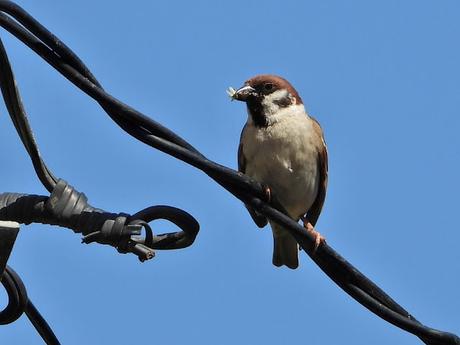 No todos los gorriones son comunes... No todos los gorriones son comunes...