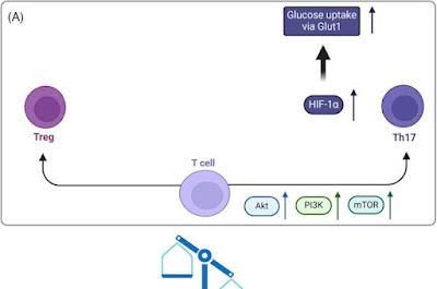 Desequilibrio entre las células T y B causa las enfermedades autoinmunes