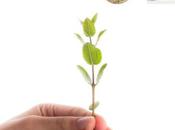 microrrelato JAULA SUPERMERCADO» publicado Revista gusta leer