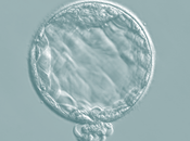 Desarrollan sitio estima probabilidad tener hijos mediante reproducción asistida