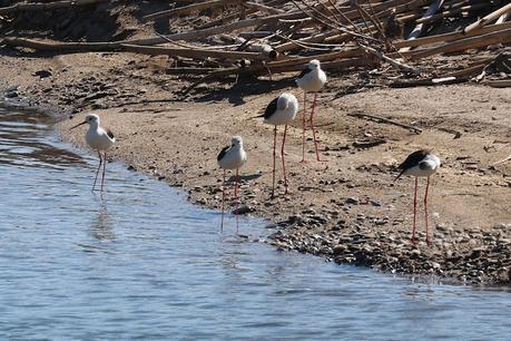 Más de 100 cigüeñuelas ya han pasado por la Desembocadura