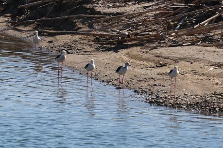 Más de 100 cigüeñuelas ya han pasado por la Desembocadura