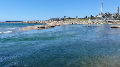 Más de 100 cigüeñuelas ya han pasado por la Desembocadura